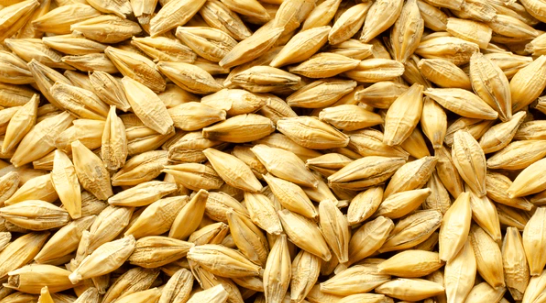 Barley (jau)