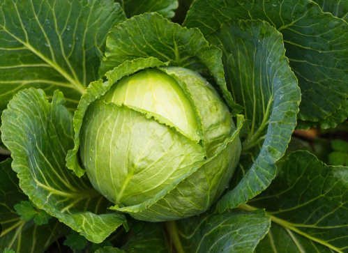 Cabbage