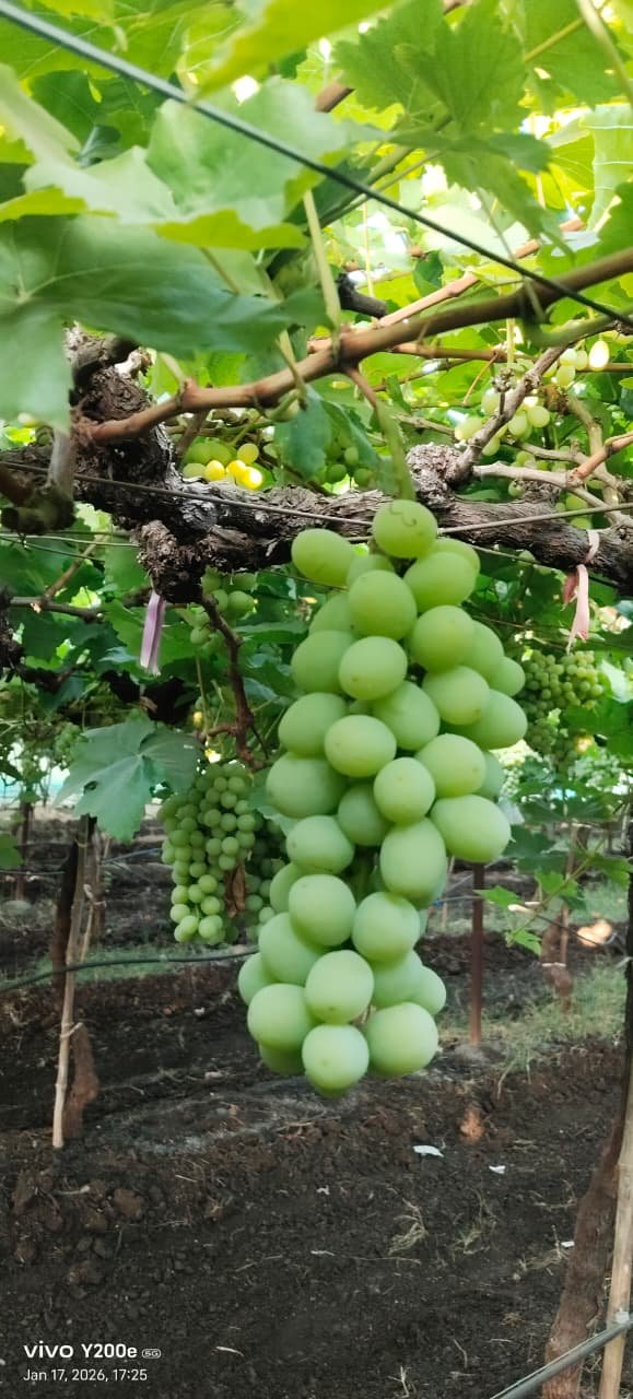 Grapes