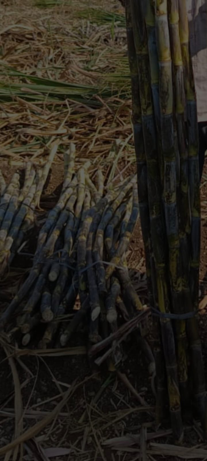 Sugarcane