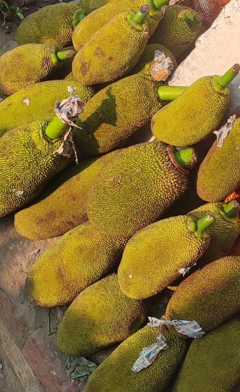 Jackfruit
