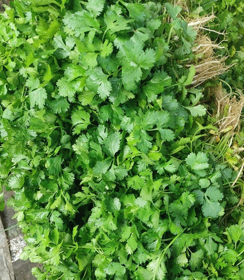 Coriander