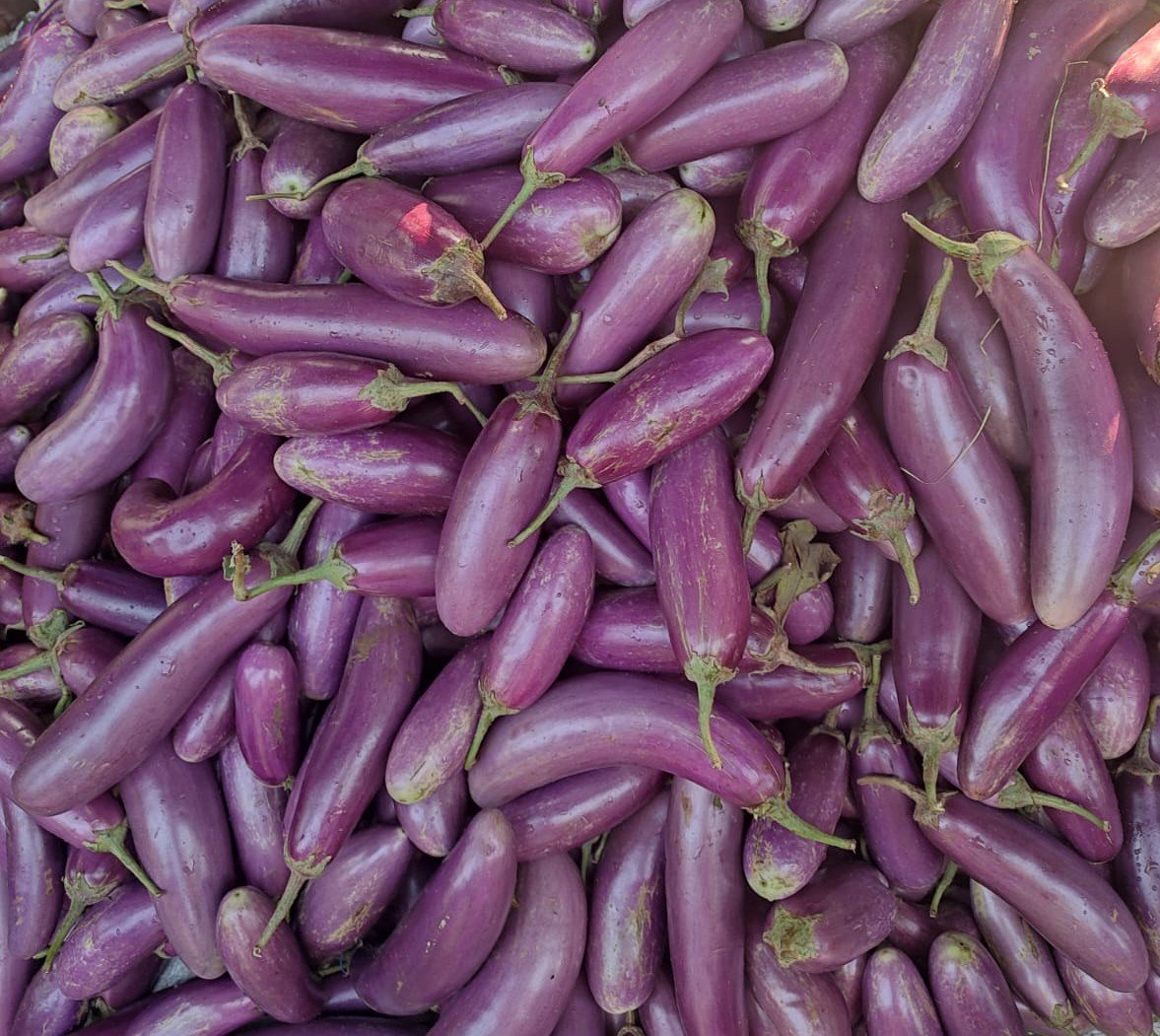 Brinjal