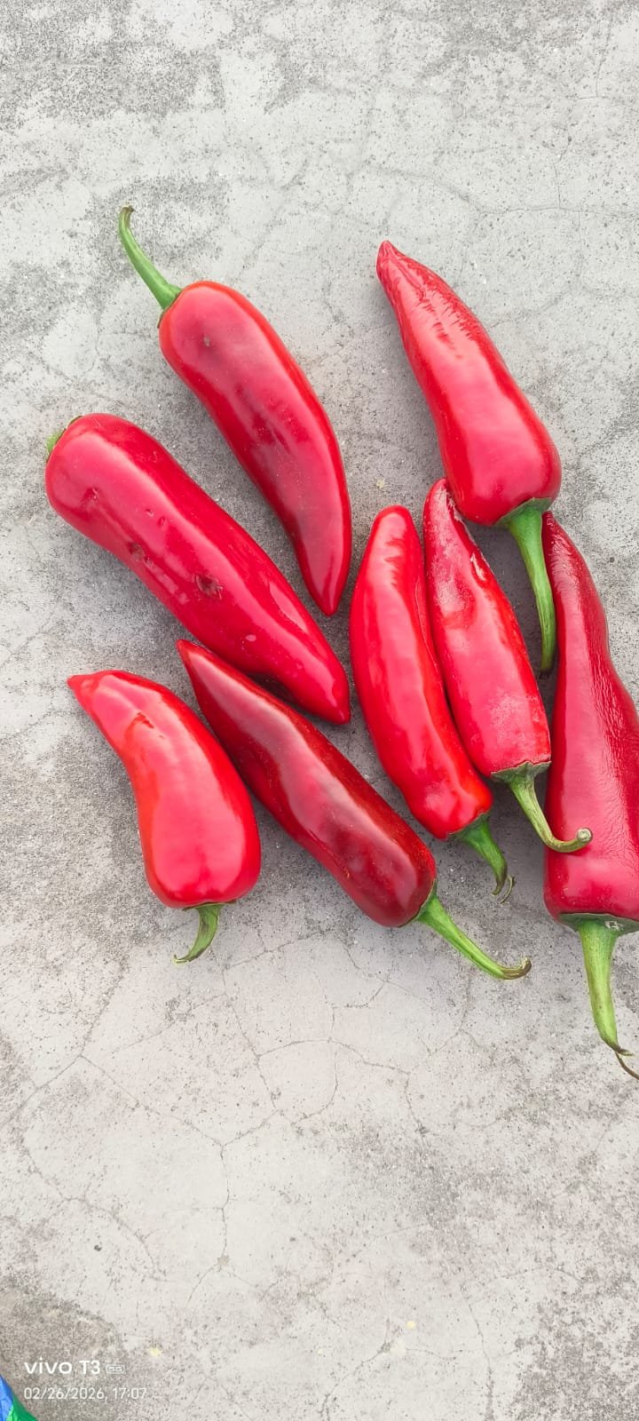 Red chilli